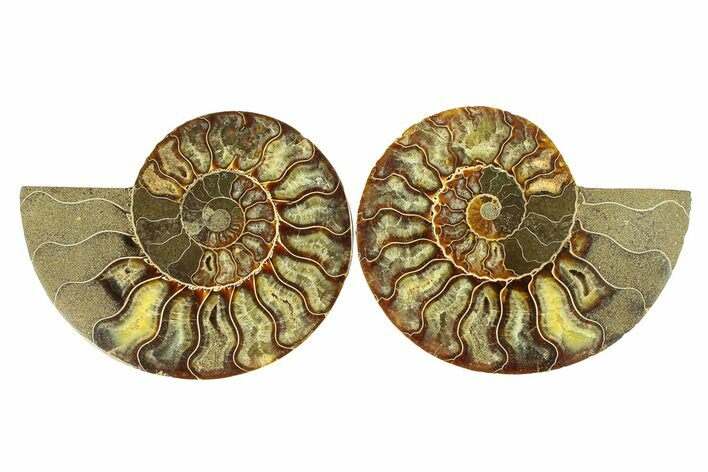 Cut & Polished, Crystal-Filled Ammonite Fossil - Madagascar #296439